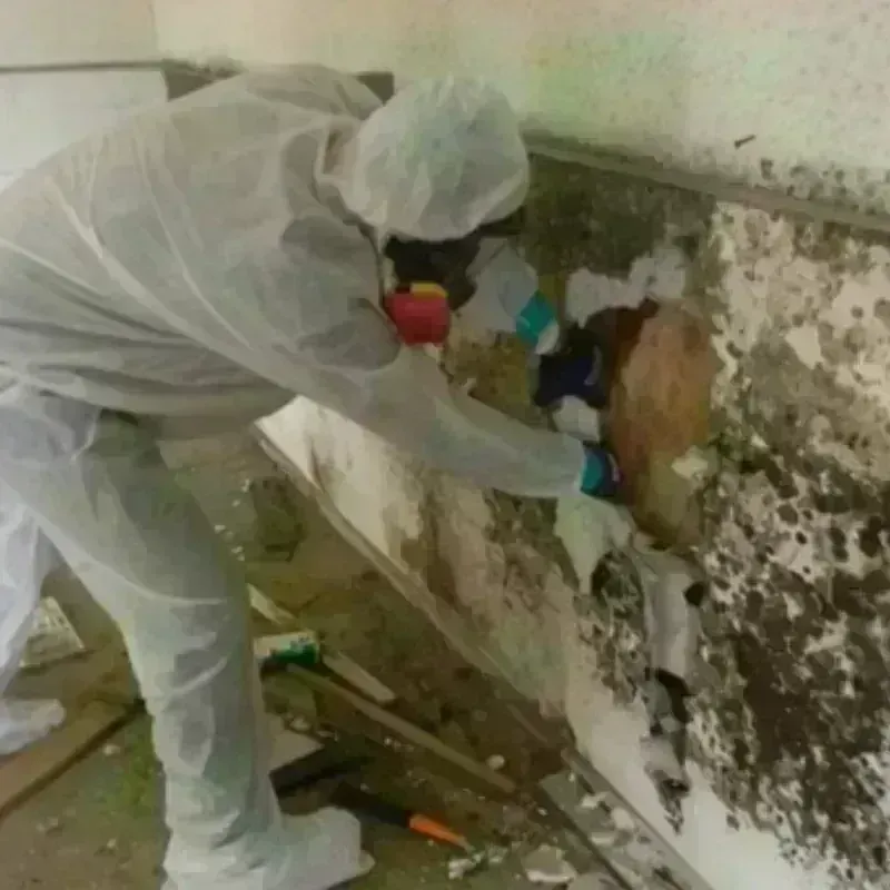 Mold Remediation and Removal in Baidland, PA